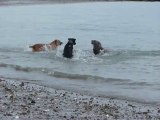 Un lion de mer joue avec 2 chiens dans la mer