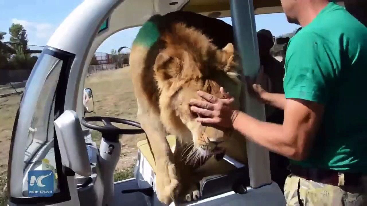 Un lion trop calin saute dans une voiture de touristes