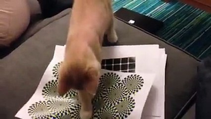 Download Video: Anche questo simpatico gattino è caduto nell'illusione ottica dei 