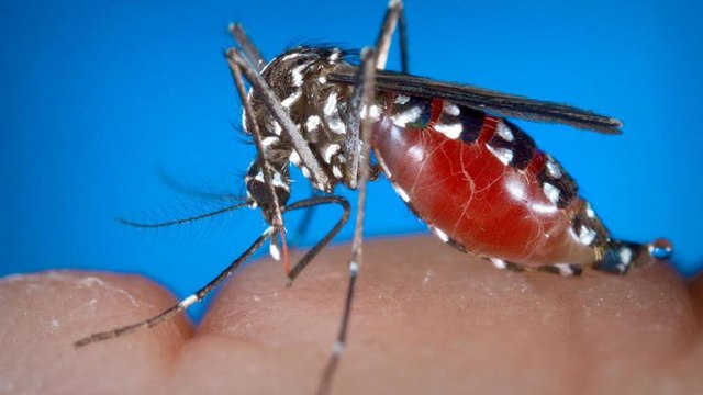 21 νεκροί από τον ιό του Δυτικού Νείλου στην Ελλάδα