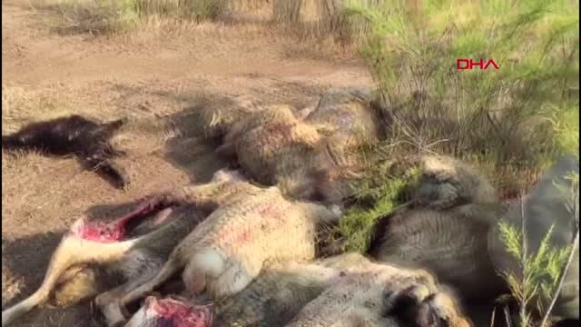 Çorum Kurtların Saldırdığı 78 Küçükbaş Telef Oldu