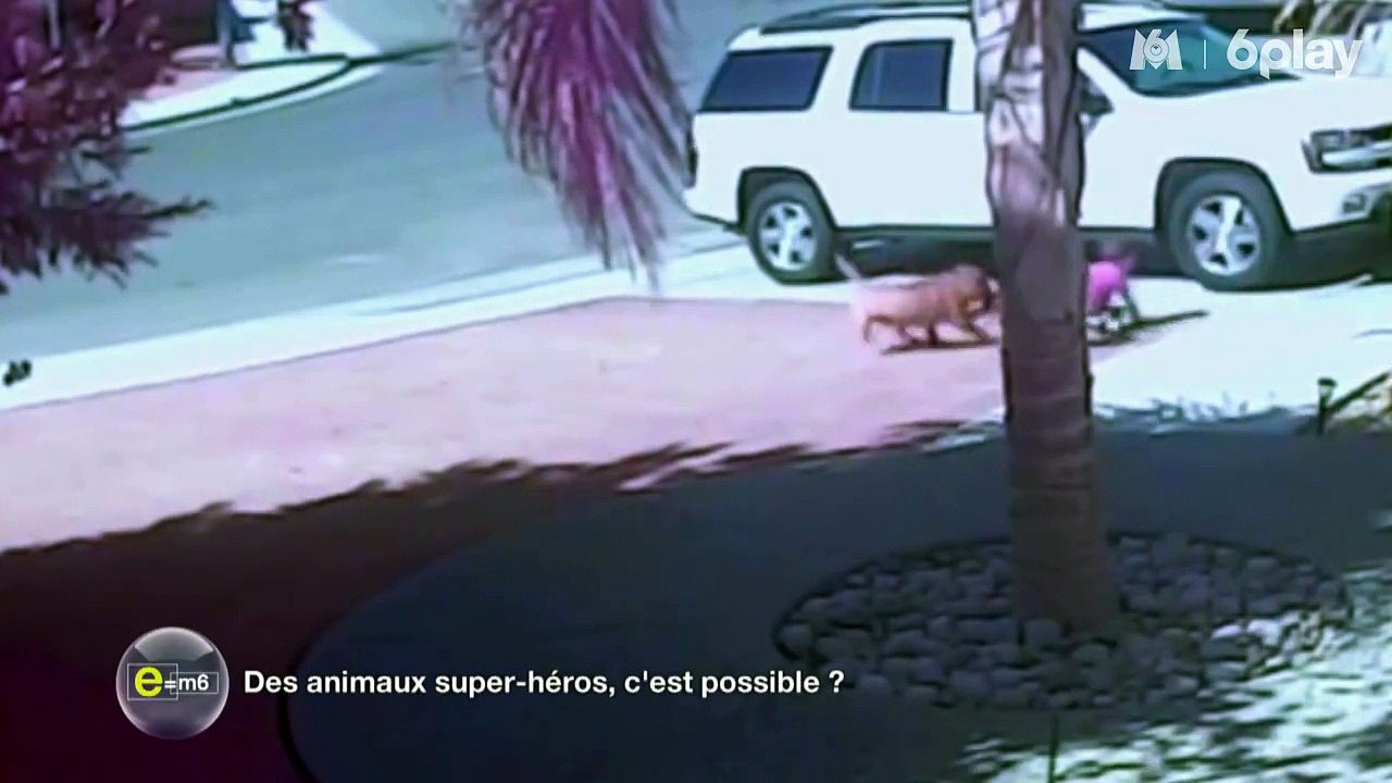 Quand un chat sauve un enfant de l'attaque féroce d'un chien ! Vrai geste héroique  ou simple défense de son territoire  ?Vidéos qui font le buzz : la scien