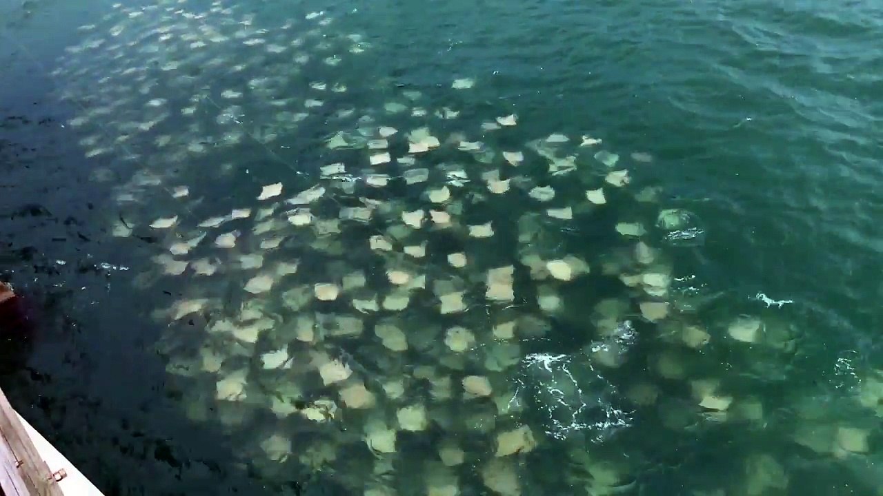 So Many Rays