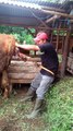 Birthing a Calf