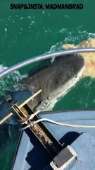 Up Close Footage of Tiger Shark Feeding