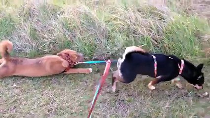 Laziest Pets | Cute Sleepy Animals Compilation of 2018 | Funny Pet Videos