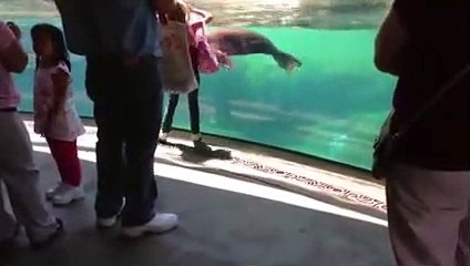 Sea Lion reacts when little girl falls
