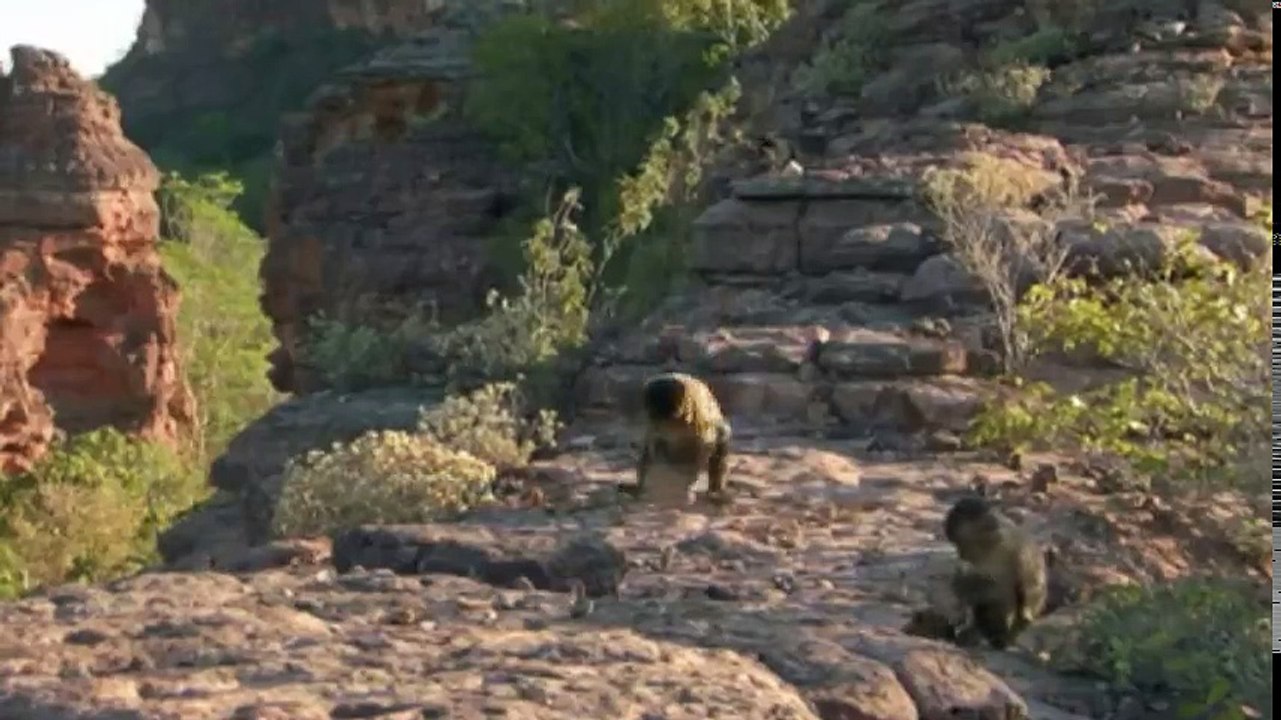 Animal Super Parents S01 - Ep03 Lending a Hand -. Part 02 HD Watch