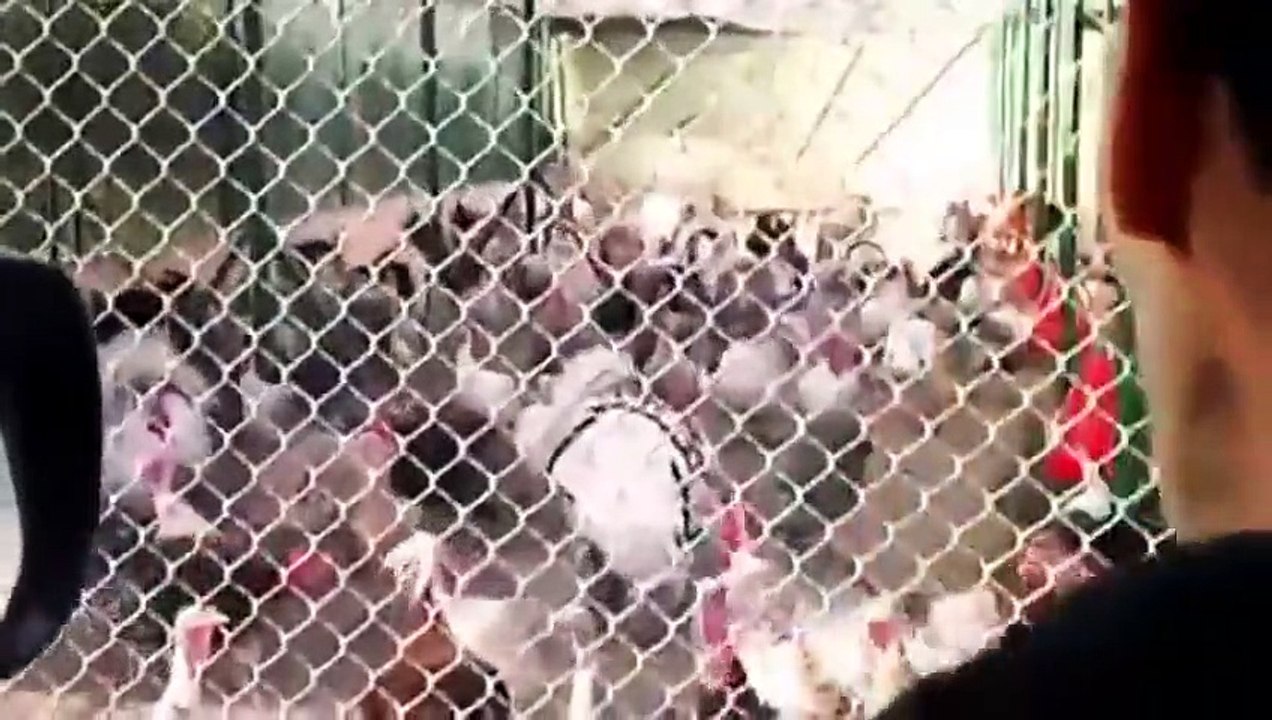 Turkeys