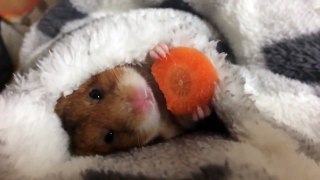 Cet hamster qui grignote avant de s'endormir est trop choux