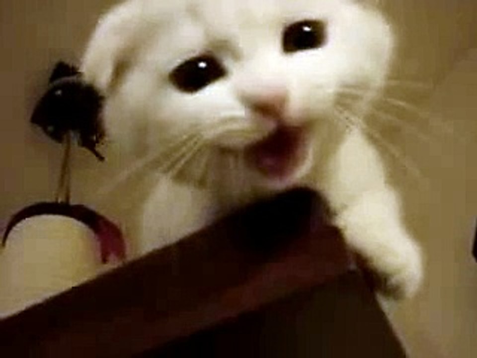 Adorable chaton aux miaulements aigus