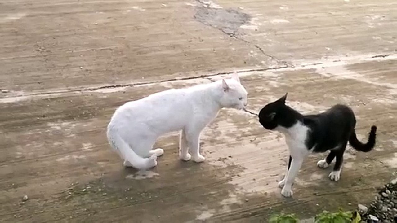 Un chat fait du karaté