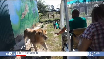 Descargar video: Buzz : Un lion se jette sur une voiture pour... faire des calins aux passagers ! Regardez