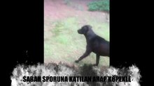 Köpekle Sabah Sporu Murat Usta