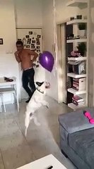 dog tries to grab balloon that is tied to him