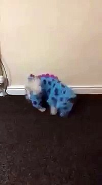 dog tries to jump onto bed but fails