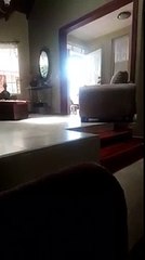 Dog tries to jump a gap on to the sofa and fails