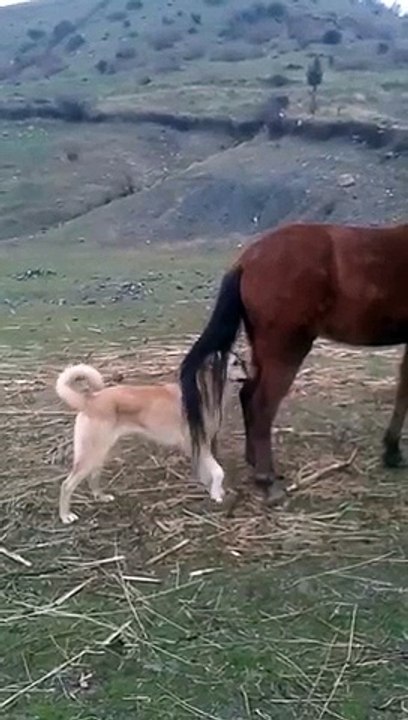 Funny Video Latest