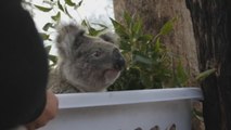 La tala de árboles puede acabar con los koalas del este de Australia en 2050