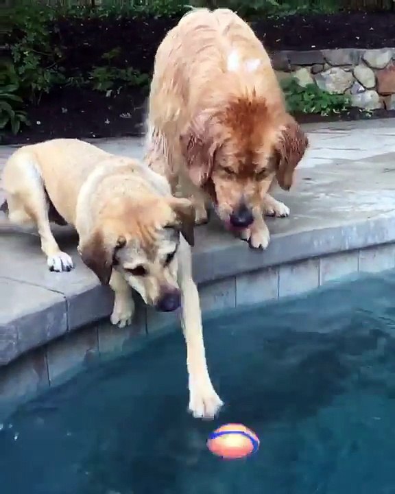 Dogs try hard to get the ball out of the swimming pool