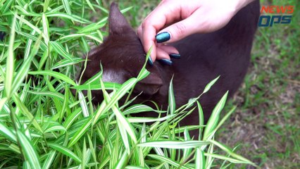 5 Breeds Of Siamese Cat You Never Knew Existed