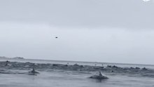 Huge Pod of Dolphins Spotted Near Pacific Grove, California