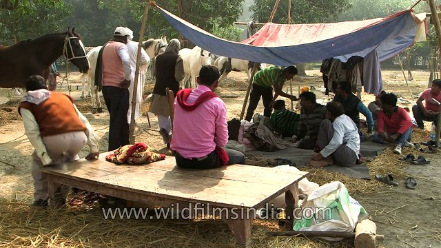 Horse trading at Sonepur Cattle Fair Bihar