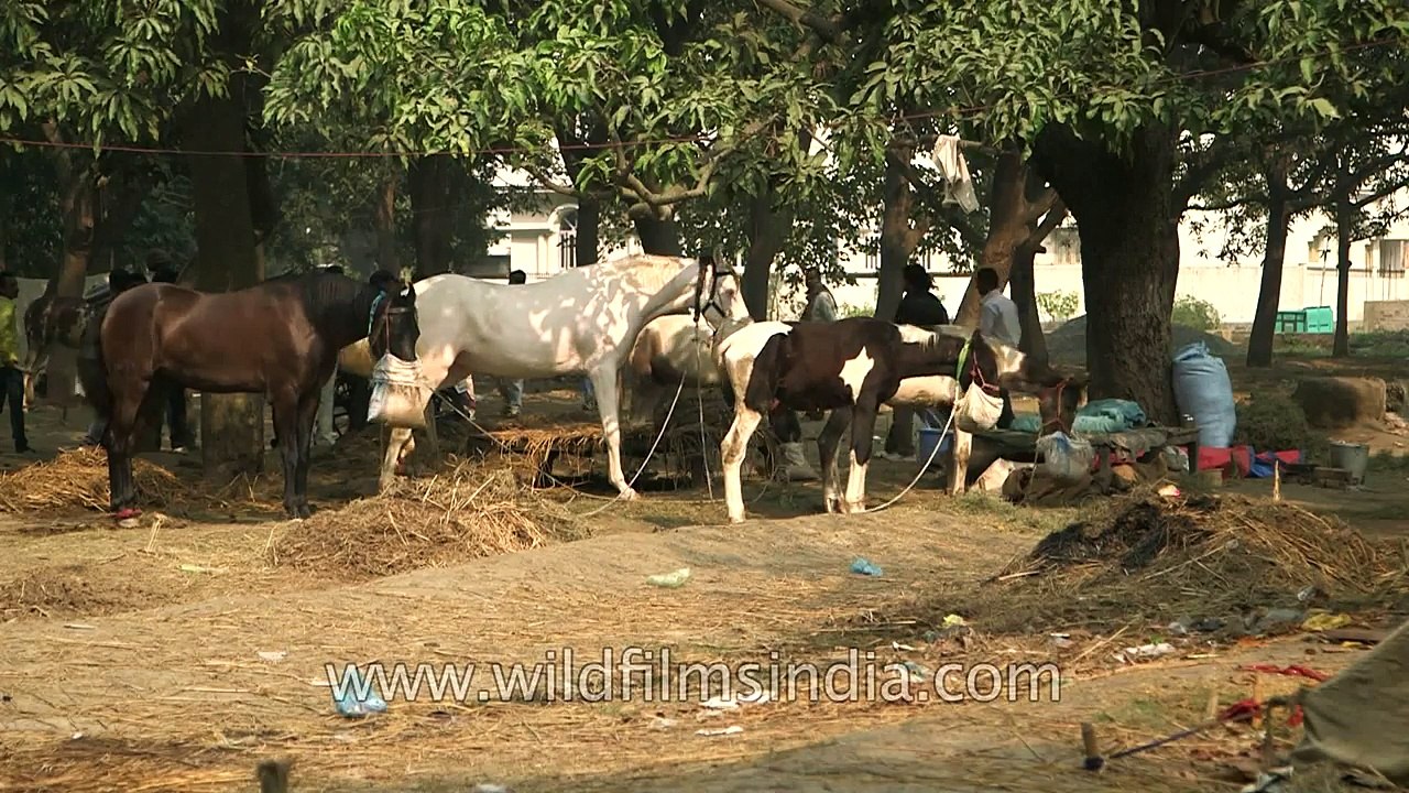 Horses eating from feedbag - Sonepur Fair Bihar