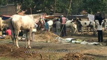Horses for sale at Sonepur Cattle Fair Bihar
