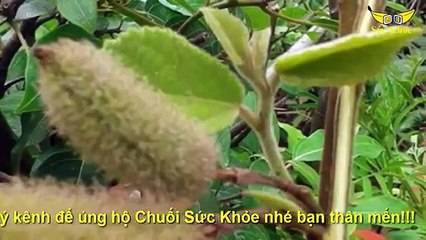 Công Dụng Chữa Bệnh Gan Hiệu Quả Từ Cay An Xoa Tanphatvn