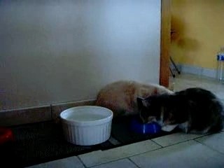 Le repas de Chelsea & Coehlo 7déc07