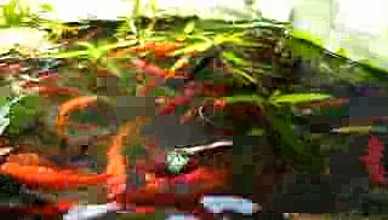 Nuôi cá hồ xi măng 77 - Cá hồng kim, cá mún tên lửa, cá bảy màu, cá trân châu và cá bình tích