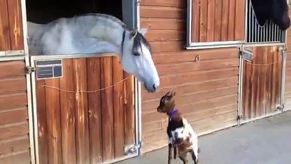 Baby goat tries to head-butt adult horse