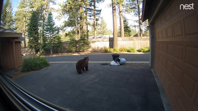 Nest cam catches bear stealing trash and brazenly walking away with it – then coming back for more