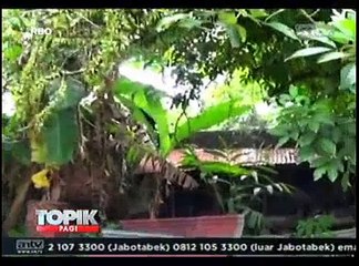 Beruang Berbobot 100 Kg Masuk ke Permukiman Warga