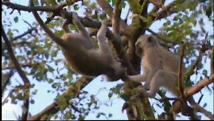 Baby Animal Tales - First Steps