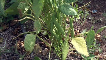8 kilo ata tohumu ekti 2 ton fasulye elde etti