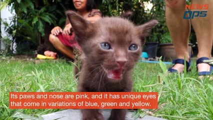 Wila Krungthep, A Newly Discovered Breed Of Siamese Cat