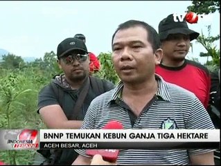 BNN Temukan 3 Hektare Kebun Ganja di Aceh