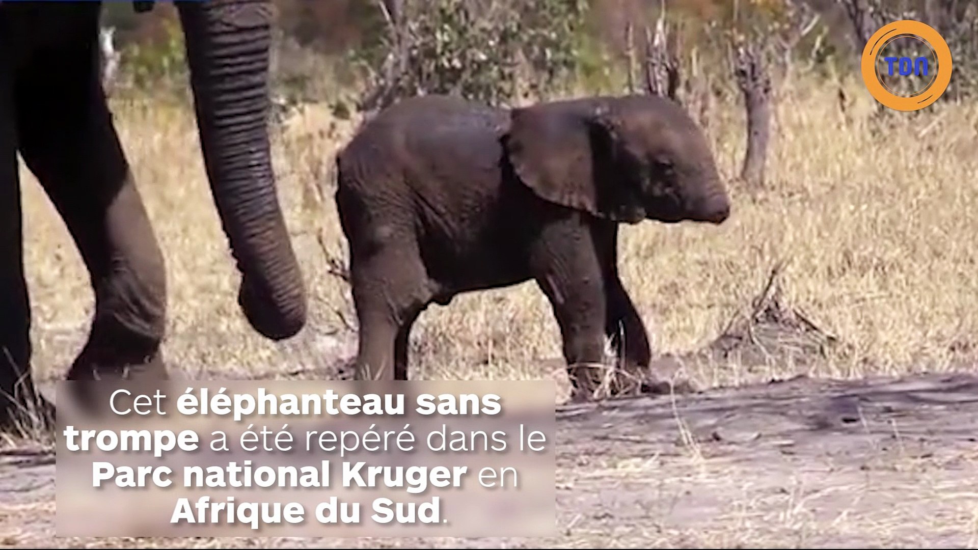 Un éléphanteau sans trompe se fait nourrir par ses parents ! photo