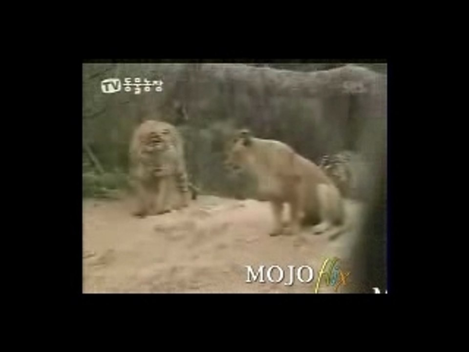 Video_13079_Tiger-vs-Lion