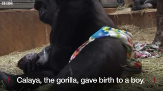 Gorilla gives birth at Smithsonian National Zoo - BBC News