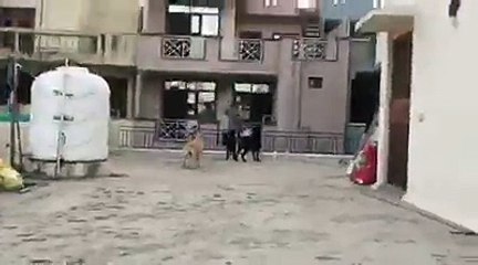 Best Pet Care Gurgaon, Delhi, Noida, Faridabad - Happy Pettings