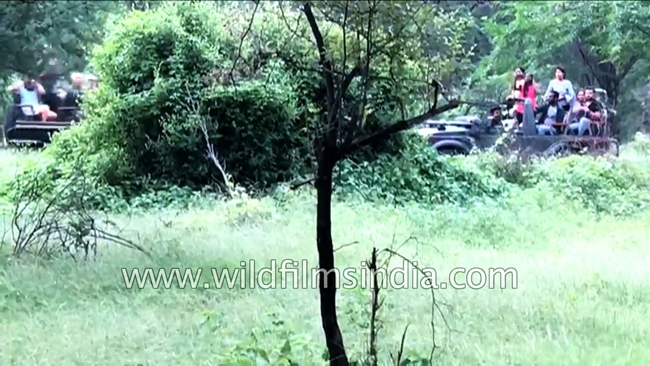 Mother Bluebull antelope frantically tries to save her three day old calf from leopard