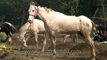 Open-air horse market at Asia largest cattle fair - Sonepur Bihar