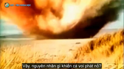 Tại sao Xác Cá Voi lại NGUY HIỂM?