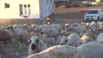 Sivas Çoban Ahmet, İkinci 'İnsansı Taşlar Müzesi' Hazırlığında