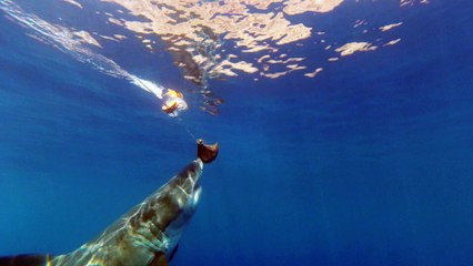 Huge shark crashing into cage.