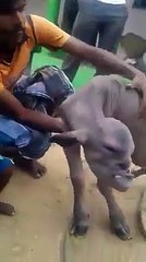 Une Étrange Créature Découverte En Inde