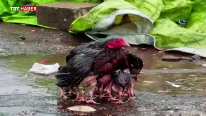 Yavrularını yağmurdan koruyan tavuk fenomen oldu